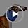 Dog Neck Brace for Pet After Surgery Recovery Adjustable Breathable Neck Cervical Cone，Dog Cone Collar Recovery Head Cone for Small Medium Dogs Puppies Kittens with Spinal IVDD Lssues (Gray,XS) - Image 7